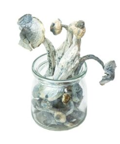 APEX Magic Mushrooms for sale