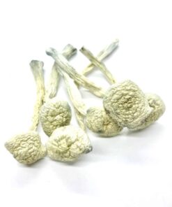 buy Albino Treasure Coast Magic Mushrooms