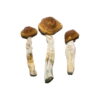 Buy Brazilian Magic Mushrooms